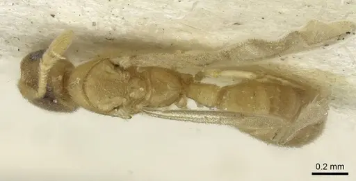 Typhlomyrmex pusillus specimen CASENT0913588 image casent0913588_1