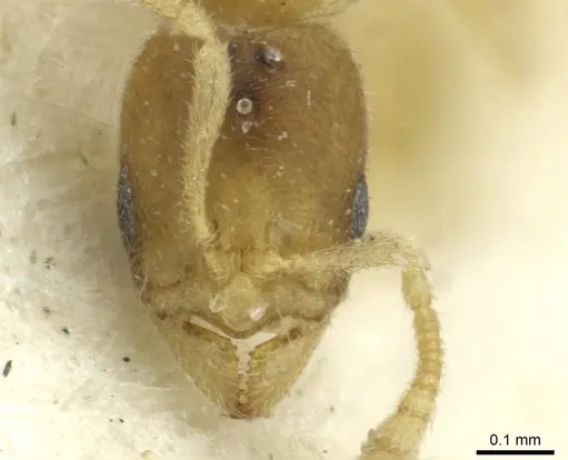Typhlomyrmex pusillus specimen CASENT0913588 image casent0913588_2