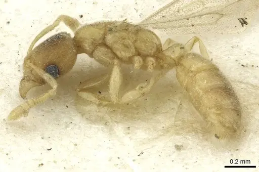 Typhlomyrmex pusillus specimen CASENT0913588 image casent0913588_3
