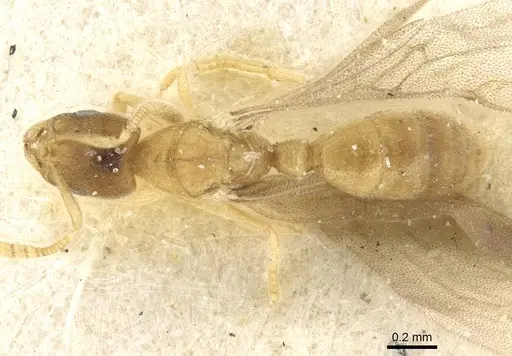 Typhlomyrmex pusillus specimen CASENT0915318 image casent0915318_1