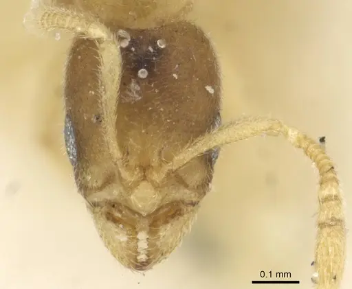 Typhlomyrmex pusillus specimen CASENT0915318 image casent0915318_2