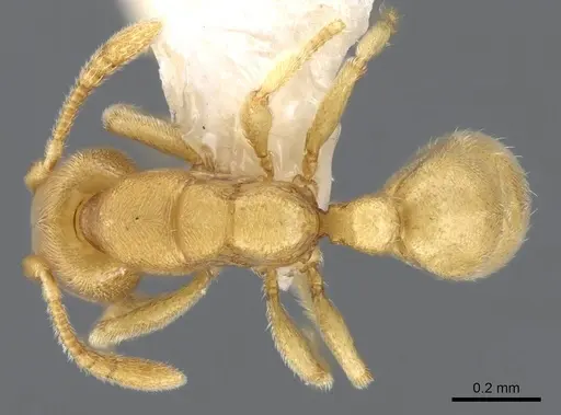 Typhlomyrmex pusillus specimen CASENT0922015 image casent0922015_1