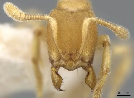 Typhlomyrmex pusillus specimen CASENT0922015 image casent0922015_2