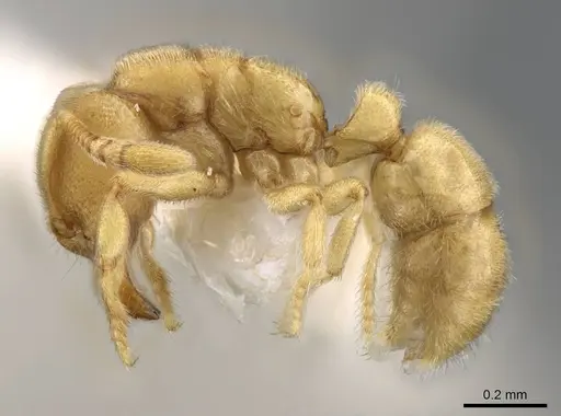 Typhlomyrmex pusillus specimen CASENT0922015 image casent0922015_3
