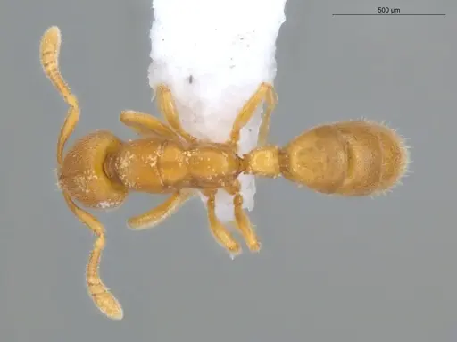 Typhlomyrmex pusillus specimen ECOFOG-KOT23-0071-08 image ecofog-kot23-0071-08_1