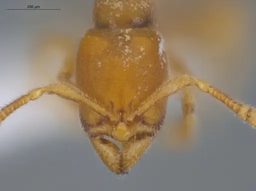 Typhlomyrmex pusillus specimen ECOFOG-KOT23-0071-08 image ecofog-kot23-0071-08_2