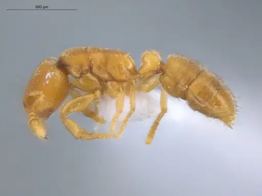 Typhlomyrmex pusillus specimen ECOFOG-KOT23-0071-08 image ecofog-kot23-0071-08_3