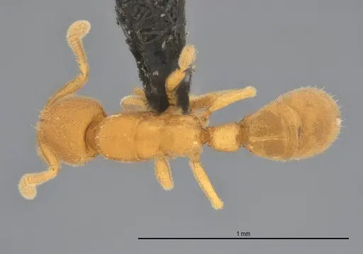 Typhlomyrmex pusillus specimen UFV-LABECOL-007681 image ufv-labecol-007681_1