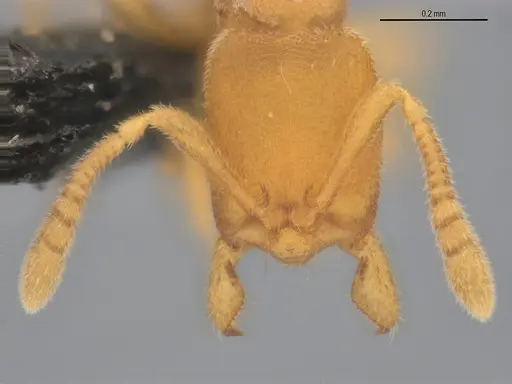 Typhlomyrmex pusillus specimen UFV-LABECOL-007681 image ufv-labecol-007681_2