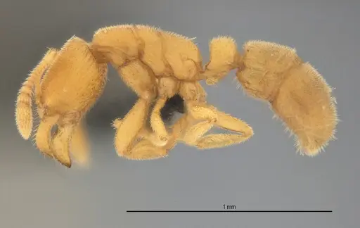 Typhlomyrmex pusillus specimen UFV-LABECOL-007681 image ufv-labecol-007681_3