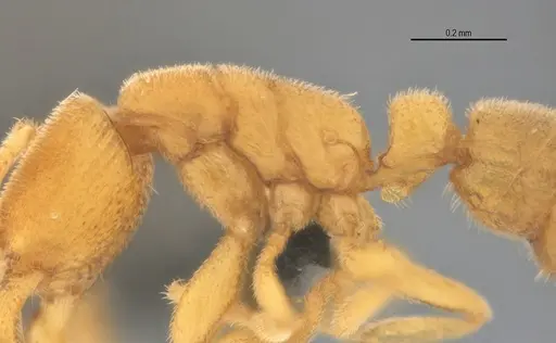 Typhlomyrmex pusillus specimen UFV-LABECOL-007681 image ufv-labecol-007681_4