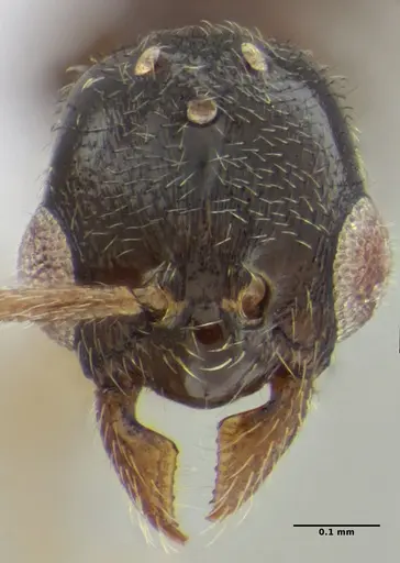 Typhlomyrmex pusillus specimen UFV-LABECOL-009130 image ufv-labecol-009130_1