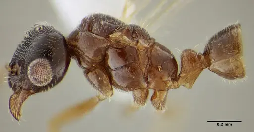 Typhlomyrmex pusillus specimen UFV-LABECOL-009130 image ufv-labecol-009130_2