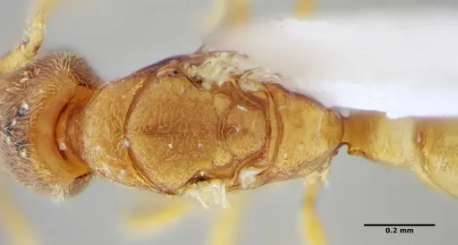Typhlomyrmex pusillus specimen UFV-LABECOL-009131 image ufv-labecol-009131_1