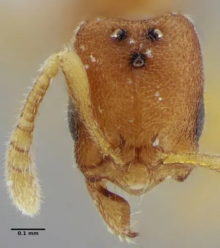 Typhlomyrmex pusillus specimen UFV-LABECOL-009131 image ufv-labecol-009131_2