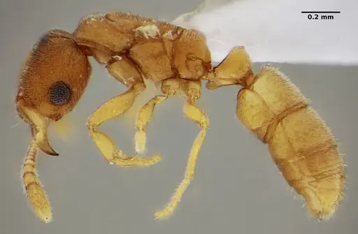 Typhlomyrmex pusillus specimen UFV-LABECOL-009131 image ufv-labecol-009131_3