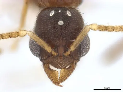 Typhlomyrmex pusillus specimen UFV-LABECOL-009135 image ufv-labecol-009135_1