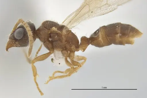 Typhlomyrmex pusillus specimen UFV-LABECOL-009135 image ufv-labecol-009135_2