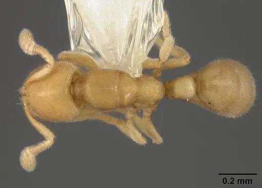 Typhlomyrmex pusillus specimen USNMENT00441015 image usnment00441015_1