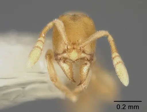 Typhlomyrmex pusillus specimen USNMENT00441015 image usnment00441015_2