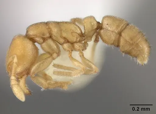 Typhlomyrmex pusillus specimen USNMENT00441015 image usnment00441015_3