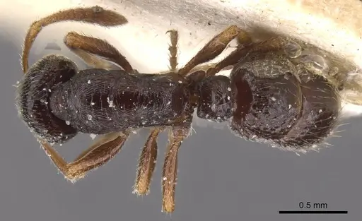 Typhlomyrmex reichenspergeri specimen CASENT0915131 image casent0915131_1