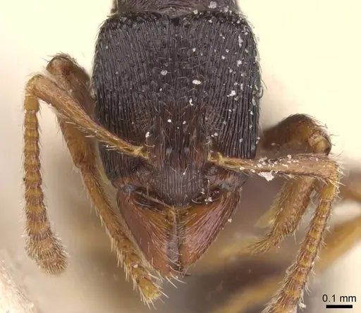 Typhlomyrmex reichenspergeri specimen CASENT0915131 image casent0915131_2