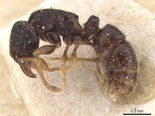 Typhlomyrmex reichenspergeri specimen CASENT0915131 image casent0915131_3