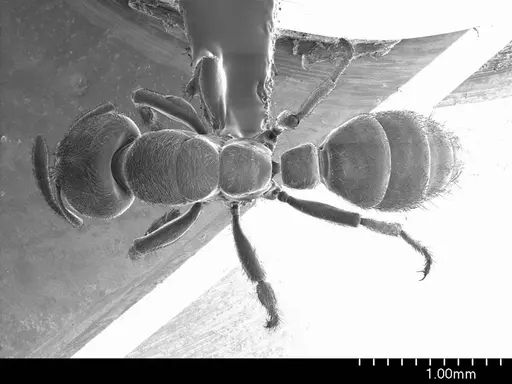 Typhlomyrmex rogenhoferi specimen ANTWEB1008599 image antweb1008599_1