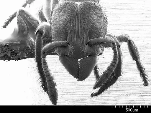 Typhlomyrmex rogenhoferi specimen ANTWEB1008599 image antweb1008599_2