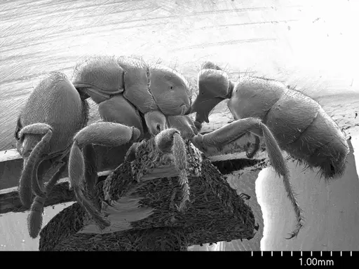 Typhlomyrmex rogenhoferi specimen ANTWEB1008599 image antweb1008599_3