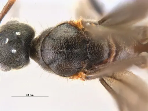 Typhlomyrmex rogenhoferi specimen ANTWEB1047302 image antweb1047302_1