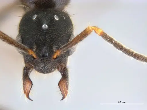 Typhlomyrmex rogenhoferi specimen ANTWEB1047302 image antweb1047302_2