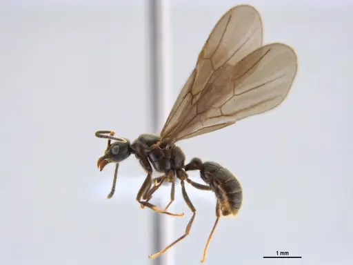 Typhlomyrmex rogenhoferi specimen ANTWEB1047302 image antweb1047302_4