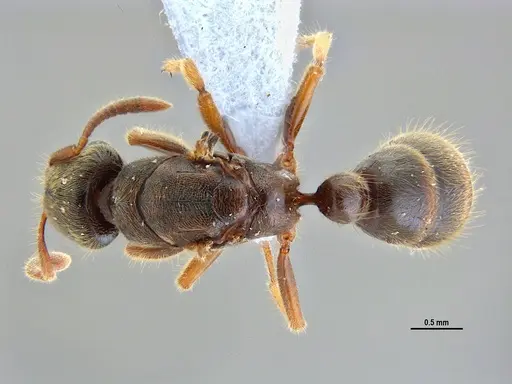 Typhlomyrmex rogenhoferi specimen ANTWEB1047303 image antweb1047303_1