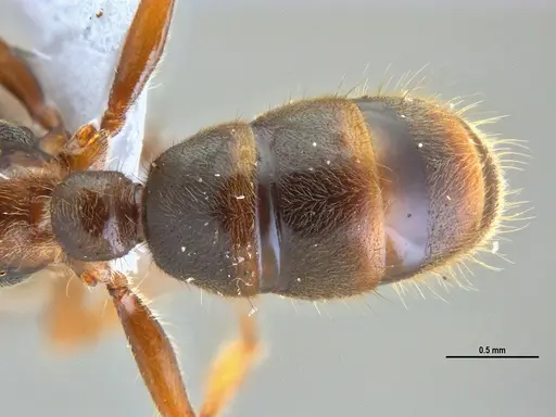 Typhlomyrmex rogenhoferi specimen ANTWEB1047303 image antweb1047303_2