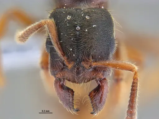 Typhlomyrmex rogenhoferi specimen ANTWEB1047303 image antweb1047303_3