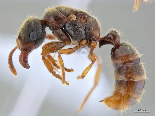 Typhlomyrmex rogenhoferi specimen ANTWEB1047303 image antweb1047303_4