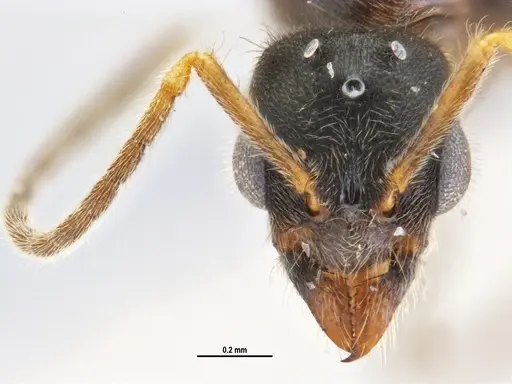 Typhlomyrmex rogenhoferi specimen ANTWEB1047304 image antweb1047304_1