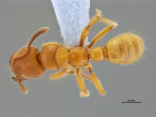 Typhlomyrmex rogenhoferi specimen ANTWEB1047305 image antweb1047305_1