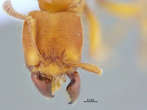 Typhlomyrmex rogenhoferi specimen ANTWEB1047305 image antweb1047305_2