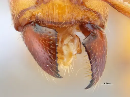 Typhlomyrmex rogenhoferi specimen ANTWEB1047305 image antweb1047305_3