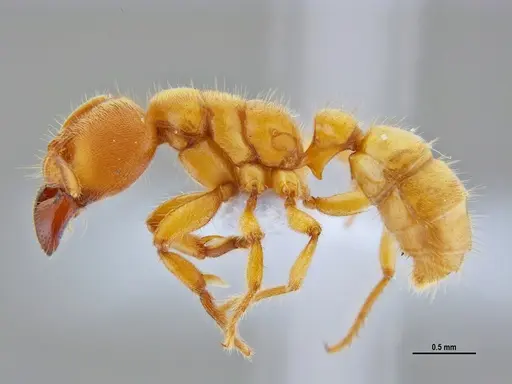 Typhlomyrmex rogenhoferi specimen ANTWEB1047305 image antweb1047305_4