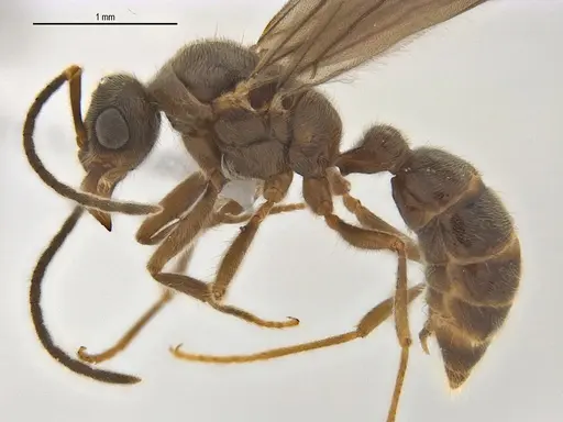 Typhlomyrmex rogenhoferi specimen ANTWEB1062804 image antweb1062804_1