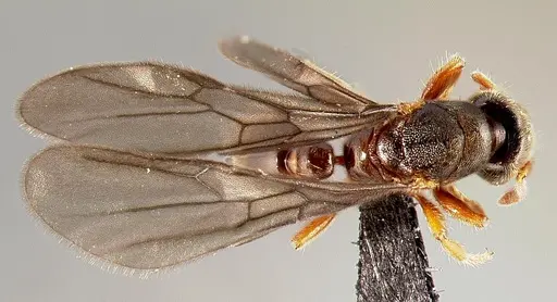 Typhlomyrmex rogenhoferi specimen CASENT0000005 image casent0000005_1