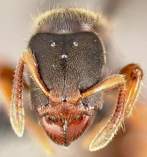 Typhlomyrmex rogenhoferi specimen CASENT0000005 image casent0000005_2