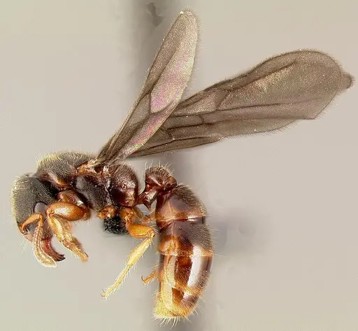 Typhlomyrmex rogenhoferi specimen CASENT0000005 image casent0000005_3