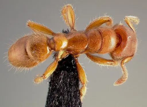 Typhlomyrmex rogenhoferi specimen CASENT0004700 image casent0004700_1