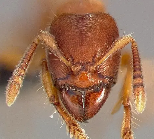 Typhlomyrmex rogenhoferi specimen CASENT0004700 image casent0004700_2