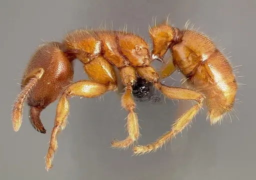 Typhlomyrmex rogenhoferi specimen CASENT0004700 image casent0004700_3